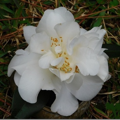 White and Gold